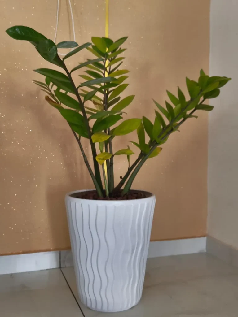 ZZ plant in a white ribbed planter against a warm textured wall